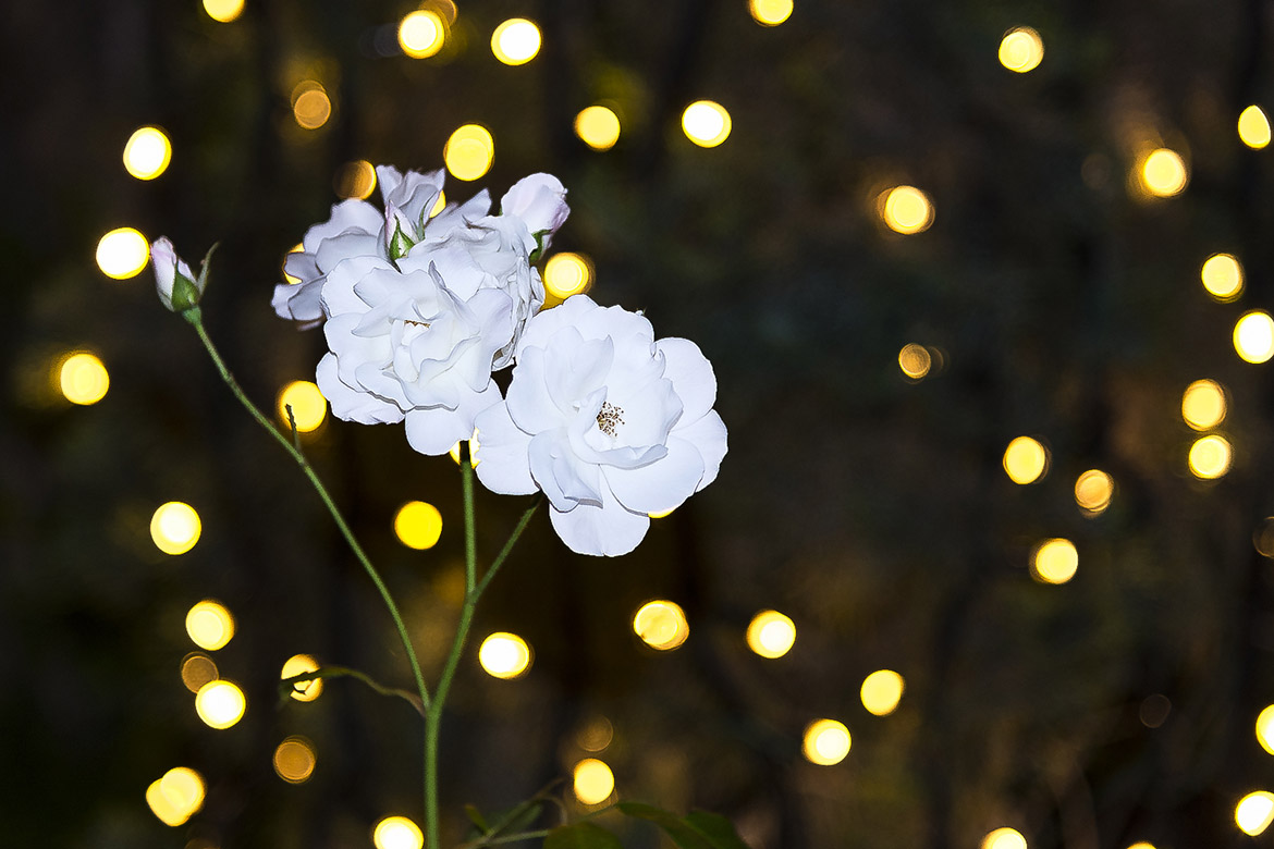 Fiore del Giardino